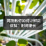 网友教你如何让鲜花“保鲜”时间更长（图4）
