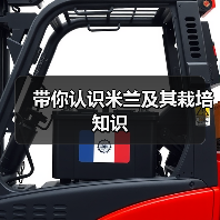 带你认识米兰及其栽培知识(图4) 带你认识米兰及其栽培知识(图4)