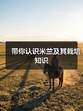 带你认识米兰及其栽培知识(图1) 带你认识米兰及其栽培知识(图1)