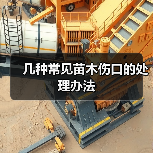 几种常见苗木伤口的处理办法（图3）