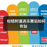 柑桔树遭遇冻害后如何恢复(图3) 柑桔树遭遇冻害后如何恢复(图3)