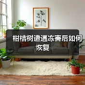 柑桔树遭遇冻害后如何恢复(图1) 柑桔树遭遇冻害后如何恢复(图1)