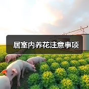 居室内养花注意事项(图1) 居室内养花注意事项(图1)