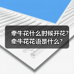 牵牛花什么时候开花?牵牛花花语是什么?(图1) 牵牛花什么时候开花?牵牛花花语是什么?(图1)