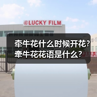 牵牛花什么时候开花?牵牛花花语是什么?(图4) 牵牛花什么时候开花?牵牛花花语是什么?(图4)