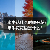 牵牛花什么时候开花?牵牛花花语是什么?(图3) 牵牛花什么时候开花?牵牛花花语是什么?(图3)