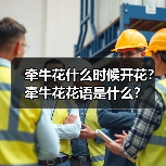 牵牛花什么时候开花?牵牛花花语是什么?(图2) 牵牛花什么时候开花?牵牛花花语是什么?(图2)