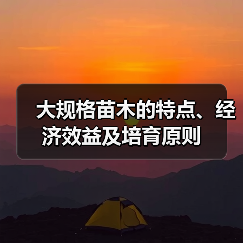 大规格苗木的特点、经济效益及培育原则(图1) 大规格苗木的特点、经济效益及培育原则(图1)
