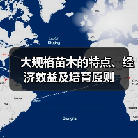 大规格苗木的特点、经济效益及培育原则(图4) 大规格苗木的特点、经济效益及培育原则(图4)