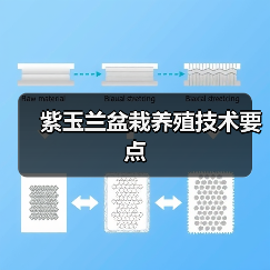 紫玉兰盆栽养殖技术要点(图4) 紫玉兰盆栽养殖技术要点(图4)