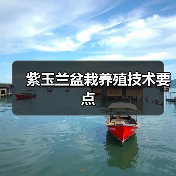 紫玉兰盆栽养殖技术要点(图1) 紫玉兰盆栽养殖技术要点(图1)