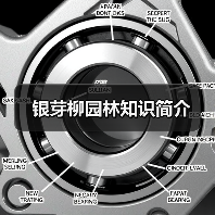 银芽柳园林知识简介(图2) 银芽柳园林知识简介(图2)