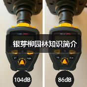 银芽柳园林知识简介(图3) 银芽柳园林知识简介(图3)