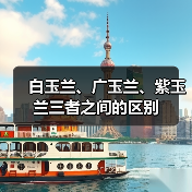白玉兰、广玉兰、紫玉兰三者之间的区别(图4) 白玉兰、广玉兰、紫玉兰三者之间的区别(图4)