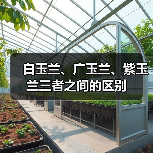 白玉兰、广玉兰、紫玉兰三者之间的区别(图2) 白玉兰、广玉兰、紫玉兰三者之间的区别(图2)