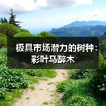 极具市场潜力的树种:彩叶马醉木(图1) 极具市场潜力的树种:彩叶马醉木(图1)