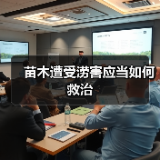 苗木遭受涝害应当如何救治(图3) 苗木遭受涝害应当如何救治(图3)