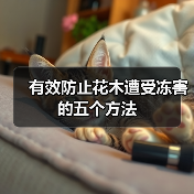 有效防止花木遭受冻害的五个方法(图4) 有效防止花木遭受冻害的五个方法(图4)