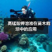 高锰酸钾溶液在苗木栽培中的应用(图4) 高锰酸钾溶液在苗木栽培中的应用(图4)