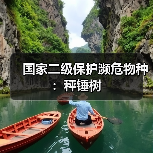 国家二级保护濒危物种:秤锤树(图2) 国家二级保护濒危物种:秤锤树(图2)