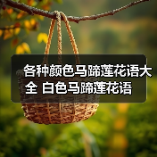 各种颜色马蹄莲花语大全 白色马蹄莲花语(图2) 各种颜色马蹄莲花语大全 白色马蹄莲花语(图2)