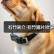 石竹简介|石竹图片欣赏(图2) 石竹简介|石竹图片欣赏(图2)