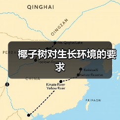 椰子树对生长环境的要求(图4) 椰子树对生长环境的要求(图4)