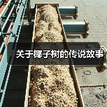 关于椰子树的传说故事(图2) 关于椰子树的传说故事(图2)