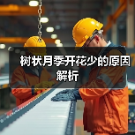 树状月季开花少的原因解析(图1) 树状月季开花少的原因解析(图1)
