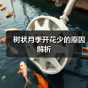 树状月季开花少的原因解析(图3) 树状月季开花少的原因解析(图3)