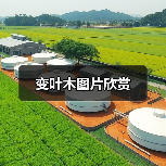 变叶木图片欣赏(图2) 变叶木图片欣赏(图2)