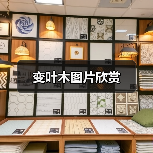 变叶木图片欣赏(图4) 变叶木图片欣赏(图4)