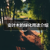 变叶木的绿化用途介绍(图4) 变叶木的绿化用途介绍(图4)