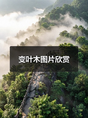 变叶木图片欣赏(图3) 变叶木图片欣赏(图3)