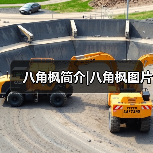八角枫简介|八角枫图片（图2）