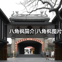 八角枫简介|八角枫图片（图1）