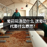 菊花花语是什么 送菊花代表什么意思?(图1) 菊花花语是什么 送菊花代表什么意思?(图1)