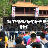 简述柏树盆景的培养与制作(图3) 简述柏树盆景的培养与制作(图3)