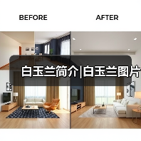白玉兰简介|白玉兰图片（图1）