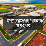 带你了解柏树的药用价值及功效(图3) 带你了解柏树的药用价值及功效(图3)