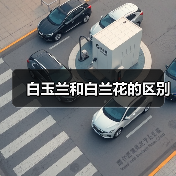 白玉兰和白兰花的区别(图1) 白玉兰和白兰花的区别(图1)