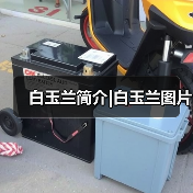 白玉兰简介|白玉兰图片（图2）