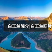 白玉兰简介|白玉兰图片（图4）