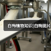 白梅植物知识|白梅图片(图2) 白梅植物知识|白梅图片(图2)