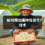 榆树圃地播种育苗生产技术（图4）