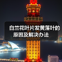 白兰花叶片发黄落叶的原因及解决办法（图2）
