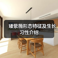 矮紫薇形态特征及生长习性介绍(图1) 矮紫薇形态特征及生长习性介绍(图1)