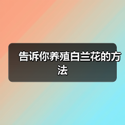 告诉你养殖白兰花的方法（图3）