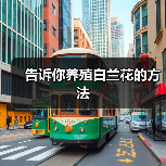 告诉你养殖白兰花的方法（图4）