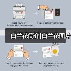 白兰花简介|白兰花图片(图3) 白兰花简介|白兰花图片(图3)
